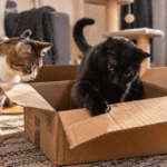 gatos amam caixas de papelão